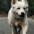 Hero Or Hurt Stray Dog S Sacrifice Saves A Life He Stopped The Car But They Hit Him Instead