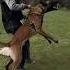 Really Dangerous Malinois Viral Malinois Youtubeshorts Happyanimals Youtubeshorts