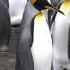 King Penguin Vocalizations Listen To The Magical Sounds Of King Penguins