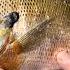 Catching Monster Bluegill Reelfoot Lake