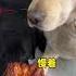 Dog Are You Sick Give Me The Real Deal Fast Growth Plan