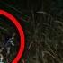 Top 3 SCARIEST Forest Stories Halloween Scare A Thon Part 1
