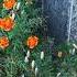 Schumann Symphony No 4 In D Minor Op 120 K Sanderling