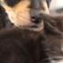 Kittens Meet Puppies For The First Time