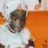 It S A Man S Man S Man S World James Brown CARROED Slowed