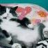 Сильвер ленивый лев питомцы Cat мем кот котики приколы смешно юмор тренды рек Fyp лень