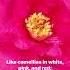 May The 21st Be For The Ones Who Carry It All Camellias And The Beauty Of Emotional Complexity