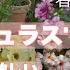 ガーデニングVlog 超オススメ ラナンキュラスラックス特集 育て方 注意点 夏越し 株分け How To Grow Ranunculus