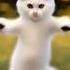 The Cat Is Dancing Cute Cat кот нейросеть танцы Animaldance