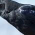 Crow Is It The Smartest Bird Ever