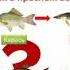 Круговорот веществ и энергии 9 класс