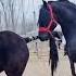 Cupcut Shortvideo Horse طريقة تزاوج الخيول