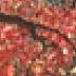Autumn Leaves By Joseph Kosma Arr Alfred Reed Ed R Mark Rogers