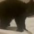 Angry Blackcat Shorts