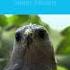 Mongolia S National Bird Is The Saker Falcon