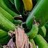 Cuban Macho Banana Picking And Tasting