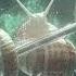 ESCARGOT SNAILS WORK MY BODY Official Audio