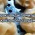 тоқал аламын дейме