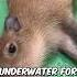 World S Chillest Animal Capybara Shorts Capybara Capivara