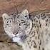 Rare Footage Of Snow Leopard Roaring And Marking