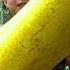 The Yellow Cedar Tree That Americans Regard As Trash Delicius Food Cooking Streetfood