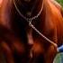BIG OX COW BULL Shorts Trending Ai Ox Cow Bull