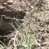 Looted Graves About 48 Tombs Vandalized At Koraso Cemetery In Berekum West District 25 10 22