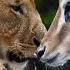 Wild Lion With Gazelle Wildlife Animals Africa Lion Shorts