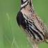 Quail Sound Batair Ki Awaz Desi Batair Ki Awaz Quail Quail Mp3 Quail Audio Quail Bird Desert Quail