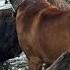 Molly The Boerboel Is Live At A The Nook In Sunbury