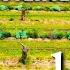 Amadeco A Masterclass In Mediterranean Syntropic Agroforestry Felipe Pasini