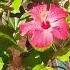 Godhasawordforyou Garden Prayer Faith Gratitude