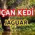Jaguar Timsah A Pusu Kurup Avlıyor
