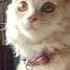 Cute Cat Cat Trending Short Song Kitten