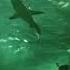 Shark Playlist Aquarium Core Playlist
