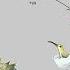 BIRD LIFE CYCLE Animation