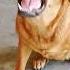 Dog Sound Dog Barking Loud Shorts Viralshorts Trendingshorts