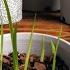 Freesia Is Sprouting Freesia Sprouts