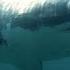 To Change Perceptions Of Sharks Swimmer Lewis Pugh Takes The Plunge At Martha S Vineyard