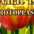 What Is Protoplasm Shorts Biology Facts