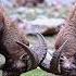 Markhor Markhor Animals Animalworld Jungle Junglebook Markhorlife