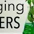 Color Changing Flowers Experiment Biology