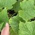 The Cucumbers Are Coming Along Shorts