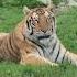 Tiger Music Military Rap Tiger Bigcats Tigee Liontiger Lion Wildcats Zoo