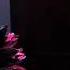 Buddha Bar Kirpi The Song