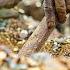 Kenya Named As Major Gold Smuggling Hub Ruto Govt Involved Firstpost Africa N18G
