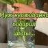 Муж неожиданно подарил цветы цветы весна приколы муж