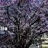 Jacaranda Season Adelaide November 2024