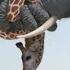 Giraffe Vs Elephant Fight For Water Giraffe Giraffevselephant Elephant Shorts