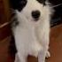 Bordercollielove Bordercollieworld Pets Cane Bordercollie Perte Doglover Love Cani